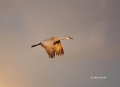 Sandhill-Crane;Crane;Grus-canadensis;Flying-bird;action;aloft;behavior;flight;fl